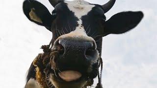 moo