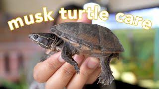 Musk Turtle Care Guide (the best beginner turtle?!)