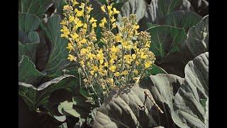 A0170 #양배추 (Brassica oleracea var. capitata) [영어명] cabbage [약효] 강장, 난소종양, 부종, 역리, 장위카타르, 저혈압, #전립선암