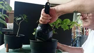 pruning and repotting bougainvillea plants