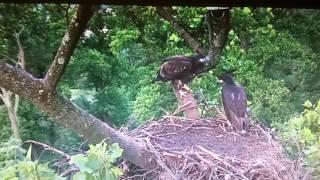 Eaglets in the nest