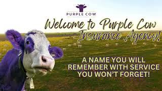 Welcome to Purple Cow Insurance Agency!