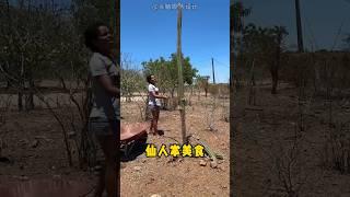 看非洲女人如何把仙人掌，变成羊的美味营养餐 #涨知识#科普