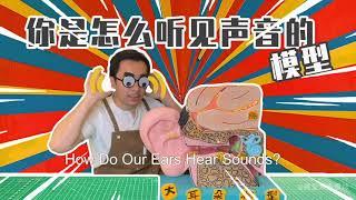 耳朵怎么听见声音的模型?How Do Our Ears Hear Sounds?