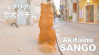 It's like Hachiko, the faithful dog of Italy! !! A cute Akita dog waiting for mom️