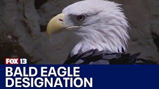 Biden signs bill making bald eagle America's national bird | FOX 13 Seattle