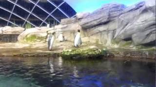 Penguins, Berlin Zoo