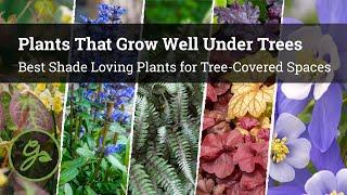 Plants That Grow Well Under Trees / 8 Best Shade Loving Plants for Tree-Covered Spaces