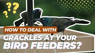 How To Deal With Annoying Grackles At Your Bird Feeder?