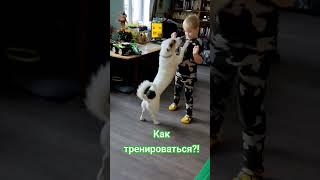 #фулбади или #сплит #тренировка