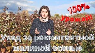 Уход за ремонтантной малиной осенью для 100% урожайности!