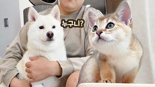 시바와 고양이 합사를 시도해보았습니다 ㅋㅋㅋ