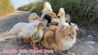 Amazing animals! How does the funny Captain Cat tame ducks? cute animal videos. Kittens love ducks