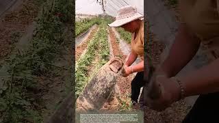 Digging rose trees #smartfarming #gardeningtips #plants
