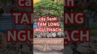 cây Sanh TAM LONG NGỰ THẠCH