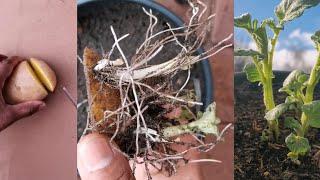 Fastest way to grow potatoes from cutting.