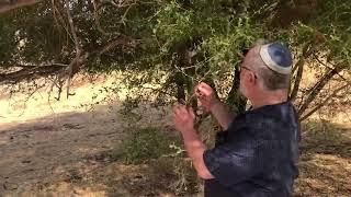 Nature  on Itamar  - A Wild Tree - Ziziphus - Jujube