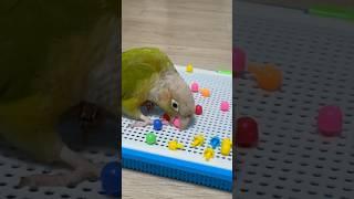 누나 나 뽑기도 잘하지?  #birds