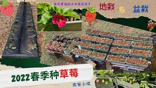 2022年春季地栽&盆栽草莓---耐寒区8区#草莓怎么种#盆栽#地栽#带娃时间#