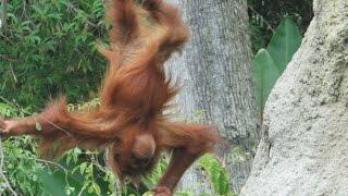 San Diego Zoo Trip August 2016!