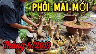 cay canh | phôi mai đẹp mới về còn trên xe | bonsai Can Tho