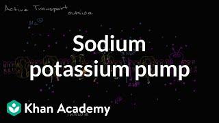 Sodium potassium pump | Membranes and transport | Biology | Khan Academy