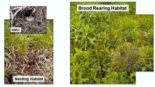 Understory Herbicides for Bobwhites and other Wildlife