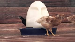 K&H Poultry Waterer