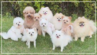 이 더운날 강아지들이 물을 안마신다면..?
