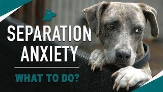 How to STOP Your Dog's Separation Anxiety (MUST TRY)