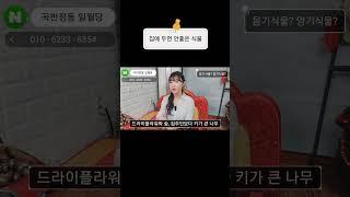 #관엽식물 #풍수인테리어 #풍수식물