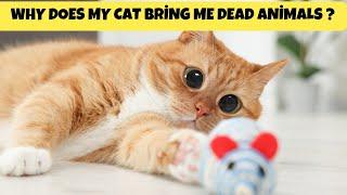 Why does my cat bring me animals that have died? | Cats Knowhow