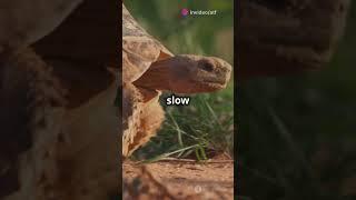 The Hare & the Tortoise  A Timeless Tale  #story #tortoise #motivation
