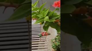 DIY SWING | Birds Swing | Garden Decor | Decor Ideas