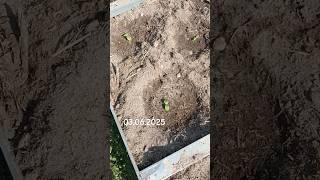 Огурцы в совсем открытом грунте #эксперимент #огурцы #грядки #дача #огород #рассада