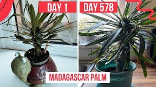 My Madagascar Palm tree progress! 