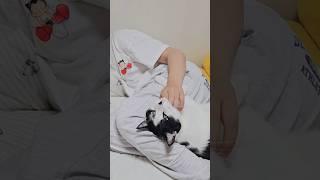 따가운 시선이 느껴져서 조마조마하신다면 오레오래치즈를 쭉 봐오셨다는 증거 ㅋㅋㅋ #개냥이 #고양이 #cat