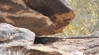 Sauromalus Ater: South Mountain Chuckwalla