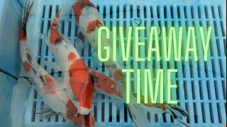 Quality Nishikigoi, New fish, Giveaway