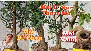 Mến: 0373.253.427 GL:Mai Tứ Quý Thuần Mô,Mai vàng.Ngày(23/11) Mến Mai vàng chợ gạo.