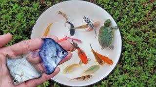 Found Cute Monodactylus Sebae , Parrot Fish, Crayfish, Angel Fish, Molly Fish in Small Pond