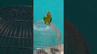 playing my sweet angel and sweetu. ️️️lovrly birds