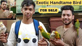 Handtame Bird At Cheapest Price 2023 | Types Of Exotic Bird Species | Zubair Sayyed Vlogs