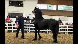 Dangerous stallion is too much for its owner!! Part 2 Negative Comments