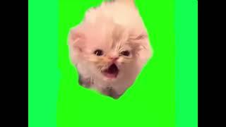 wisp the cat but it’s cod zombie sound green screen