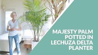 Majesty Palm In Lechuza Delta Planter | My City Plants