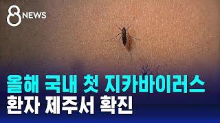 올해 국내 첫 지카바이러스 환자 제주서 확진 / SBS 8뉴스