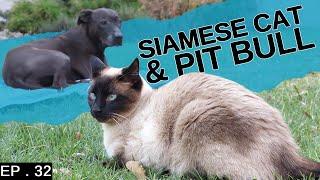 Siamese Cat living with a pit bull (How do we make them get along)