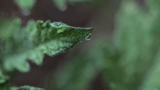 A world of drops by Cendrine Marrouat #photography #closeupmagic #nature #naturephotography