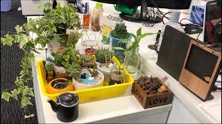 Amazing Renovating My Mini Garden | Le Tuan Home Design